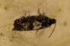 Pammene sp.